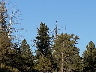 Bryce Canyon - crow in the distance