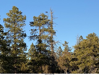 Bryce Canyon - crows in the distance