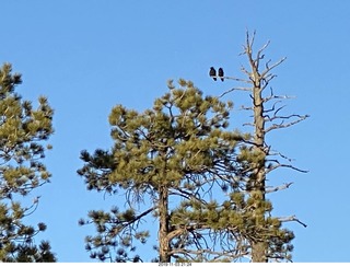 Bryce Canyon - crows zoomed