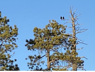Bryce Canyon - crows zoomed