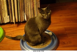my cat Devin