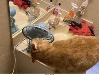 710 a0l. my cat Max investigates the bathroom fan