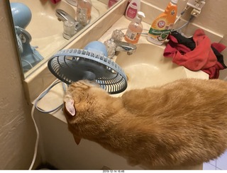 711 a0l. my cat Max investigates the bathroom fan