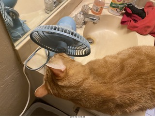 712 a0l. my cat Max investigates the bathroom fan