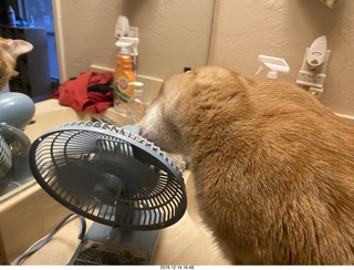 717 a0l. my cat Max investigates the bathroom fan
