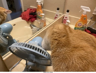 718 a0l. my cat Max investigates the bathroom fan