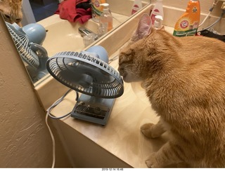 719 a0l. my cat Max investigates the bathroom fan