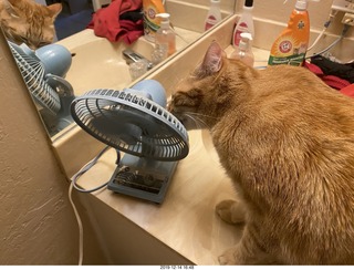 720 a0l. my cat Max investigates the bathroom fan