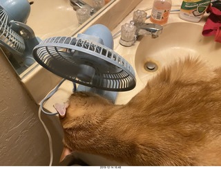 724 a0l. my cat Max investigates the bathroom fan