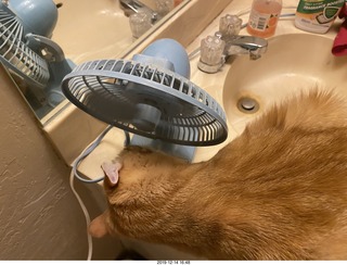 725 a0l. my cat Max investigates the bathroom fan
