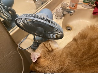 726 a0l. my cat Max investigates the bathroom fan