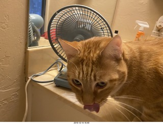 727 a0l. my cat Max investigates the bathroom fan