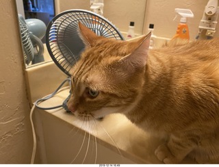 729 a0l. my cat Max investigates the bathroom fan