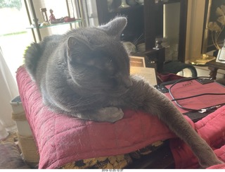 my cat Devin