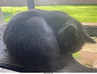 my cat Jane