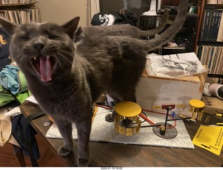 Philip E. Rosenberg calendar + yawning cat