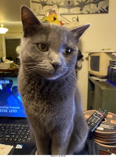 my cat  Devin