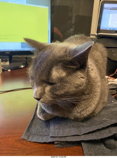 my cat Devin