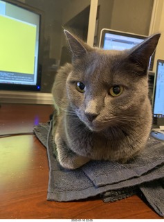 my cat Devin