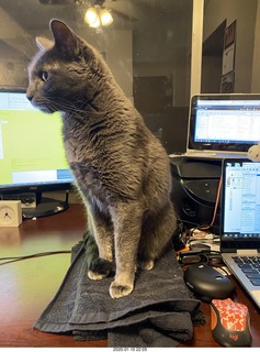 my cat Devin