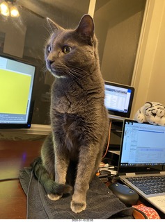 my cat Devin