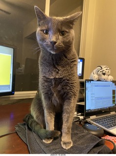 my cat Devin