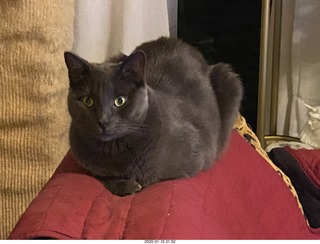 my cat Jane