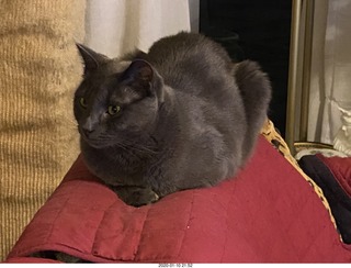 my cat Jane