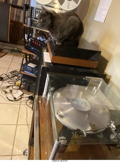 3 a0m. my cat Jane on my Linn turntable