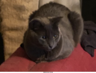 my cat Jane