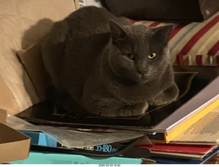 my cat Devin