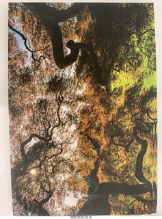 Lisa Marcelle Nowitz photo gallery show