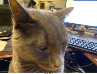 my cat Devin
