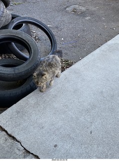 cats in parking lot