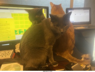 my three cats on my desk