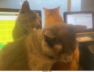 my three cats on my desk