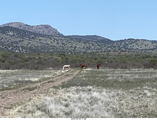 261 a0q. Double Circle airstrip runway + horses