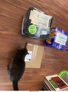 boxes of new tapes and a record and a cat