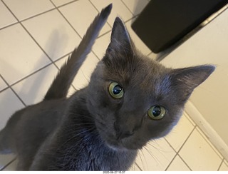 my cat Devin