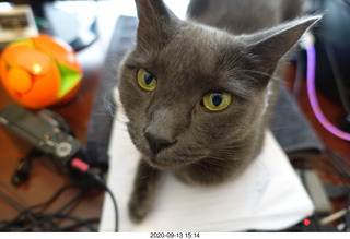 my cat Devin