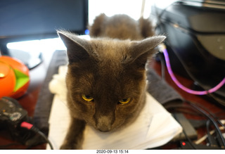 my cat Devin