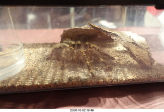 Mesa Art Center - spider