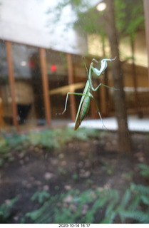 Art Museum in Philadelphia - prayin mantis