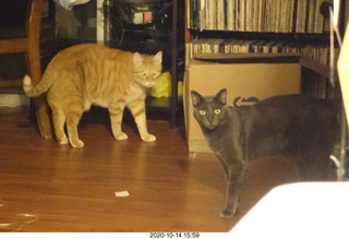 825 a0w. my cats Max and Devin or Jane