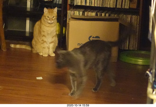 827 a0w. my cats Max and Devin or Jane