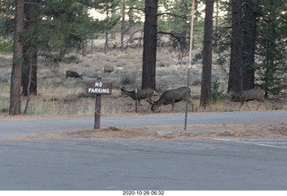 Bryce Canyon - mule deer