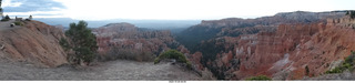 Bryce Canyon - mule deer