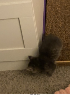 kitten Potato and scratching pad