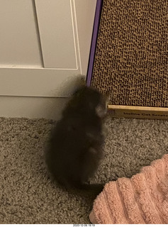 kitten Potato and scratching pad