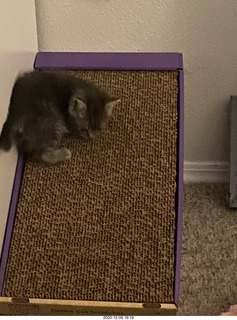 kitten Potato and scratching pad